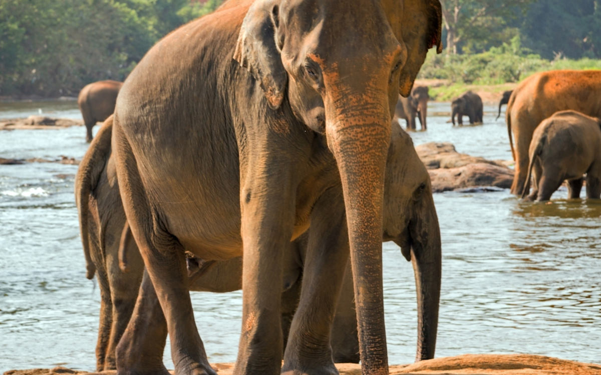 Gruppenreise Sri Lanka 2026